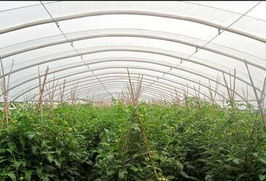 佛山市順德區(qū)晶正塑料 大棚薄膜領(lǐng)域的創(chuàng)新與實踐