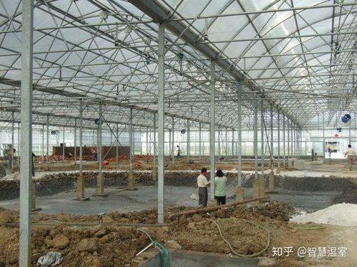 現代設施農業的基石 薄膜連棟溫室大棚全面解析